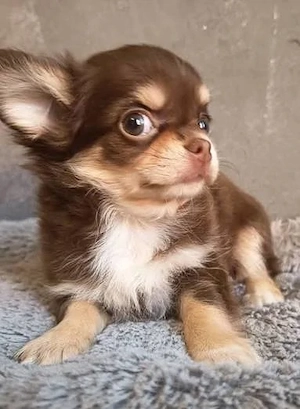 Available Chihuahua 