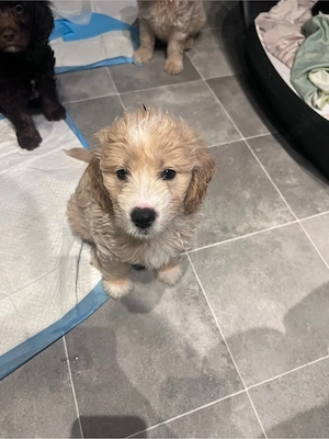 Goldendoodle Rüden abzugeben Bild 2