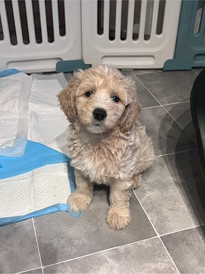 Goldendoodle Rüden abzugeben Bild 4