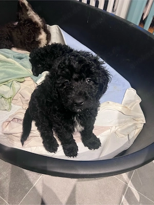 Goldendoodle Rüden abzugeben Bild 5