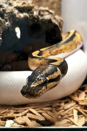 Female 0.1 NZ 24 Piebald poss. Het. lavender 