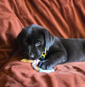 Labrador  Aussiedor aus erfahrener Zucht  Bild 10