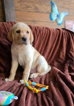 Labrador  Aussiedor aus erfahrener Zucht  Bild 5