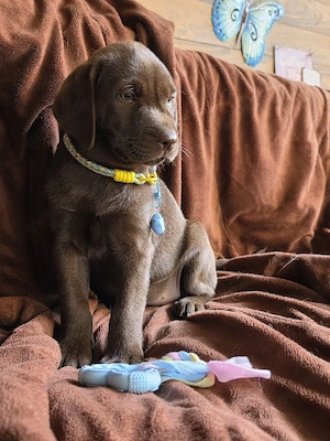 Labrador  Aussiedor aus erfahrener Zucht  Bild 6