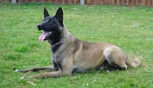Schutzhund, Diensthund Malinois