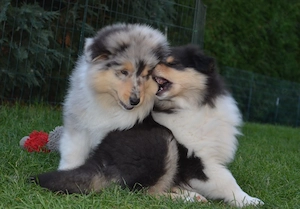 Zauberhafte Colliewelpen 