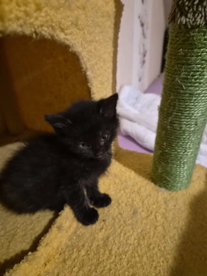 2 süße Katzenkinder suchen.....