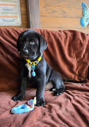 Labrador  Aussiedor aus erfahrener Zucht  Bild 3