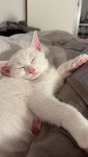katze baby katze abzugeben tutkish angora ekh mix