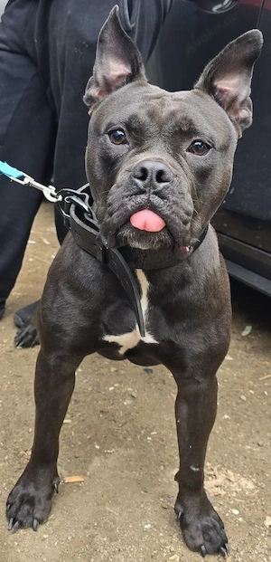 Old English Bulldog  Weibchen