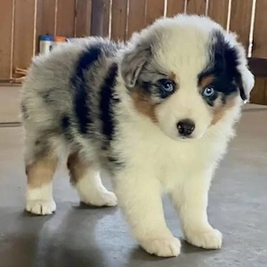 Australia Shepherd Puppies Available 