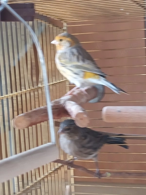 Kanarien Kanarienvögel Kanarienvogel Paar Pärchen Vögel und Käfig 