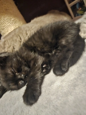 BKH & Main-Coon Mix Kitten