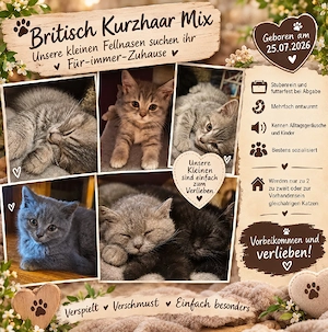 BKH-Mix Kitten