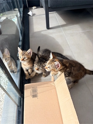 BKH Mix Kitten