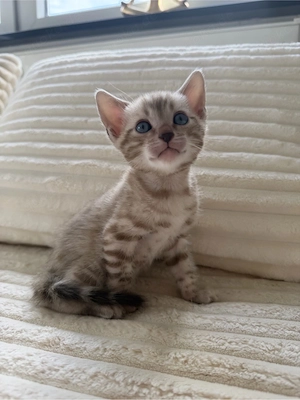 Bengalkitten mit Stammbaum und Untersuchungen, snow lynx & mink (charcoal)