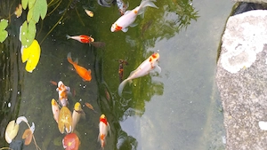 Schöne Goldfische Mix