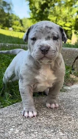 Pitbull puppies available 