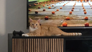 Frecher liebevoller roter Kater sucht seine Familie