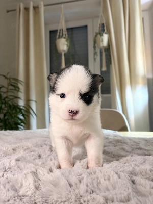 Wunderschöne Pomsky Welpen 