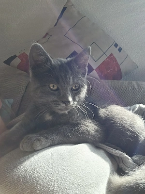 Russisch Blau Mix Katerchen