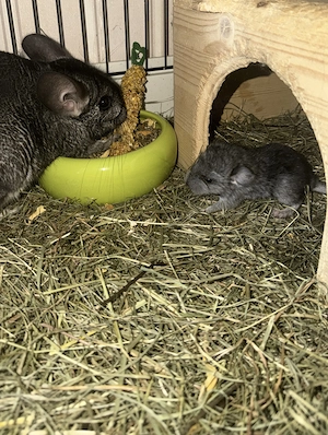 Baby Chinchilla reservier bereit Mädchen