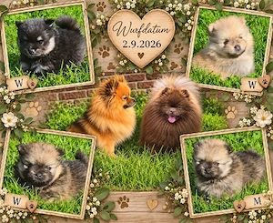 Traumhaft schöne  Pomeranian Zwergspitz Welpen abzugeben