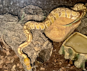 Female 0.1 Königspython Ultramel 66% poss. het. Piebald NZ 23