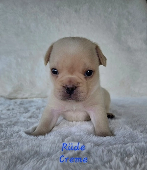 Französische Bulldogge Welpen