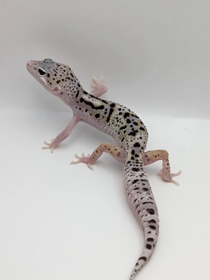 Eublepharis macularius - Leopardgecko 1.0