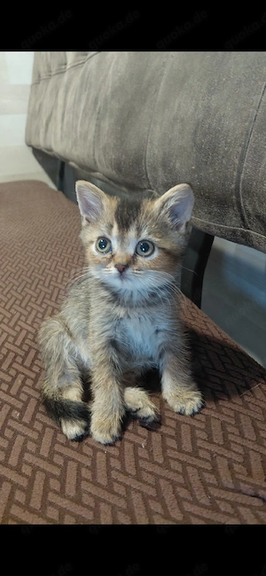 SOFORT ABGABEBEREIT!    Britisch Kurzhaar (BKH) Kitten   3 Mädchen & 2 Jungen.