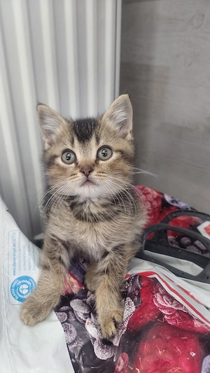 SOFORT ABGABEBEREIT!    Britisch Kurzhaar (BKH) Kitten   3 Mädchen & 2 Jungen.