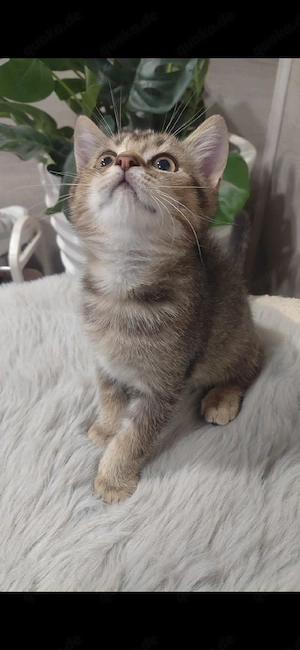 SOFORT ABGABEBEREIT!    Britisch Kurzhaar (BKH) Kitten   3 Mädchen & 2 Jungen.