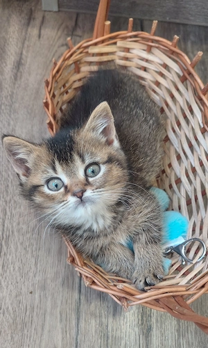 SOFORT ABGABEBEREIT!    Britisch Kurzhaar (BKH) Kitten   3 Mädchen & 2 Jungen.
