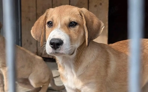 Jax sucht ein schönes Zuhause