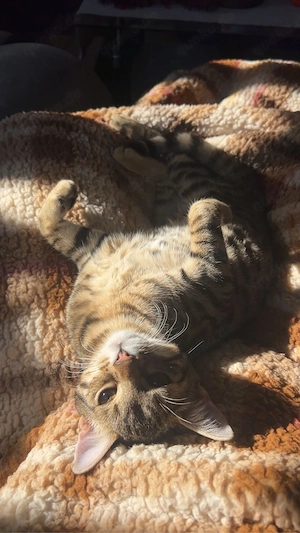 Bengal Mix Katze abzugeben 