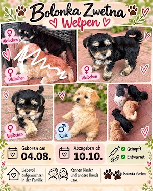 Hundewelpen 