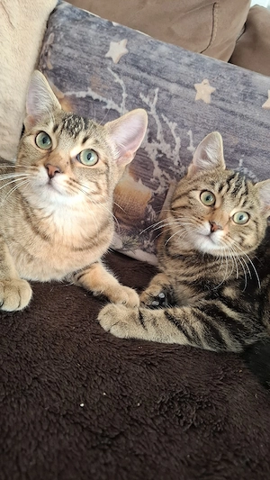 Hauskatzen Kätzinen
