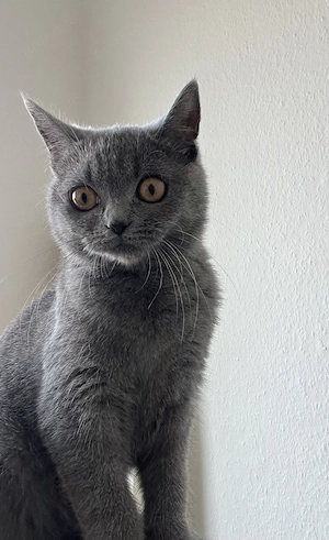 Britisch kurzhaar Phk Katze 