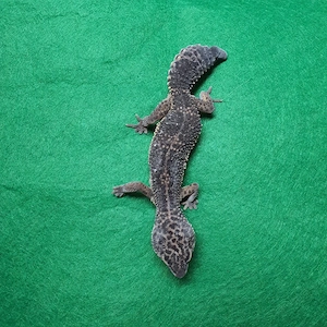 Recklinghausen 4 Adulte Leopardgecko  Eublepharis macularius Weibchen