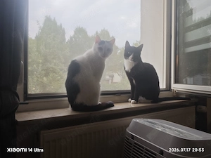 Schweren Herzens zwei Kater abzugeben wegen Allergie