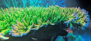 Meerwasser Acropora Mango garden