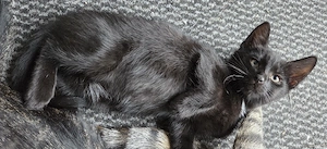 kleines Katzenbaby männlich 