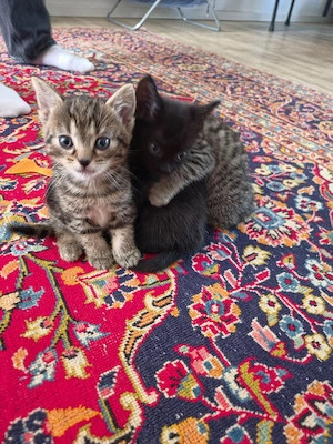 Wunderschöne Kitten dürfen ab dem 25. November umziehen! 