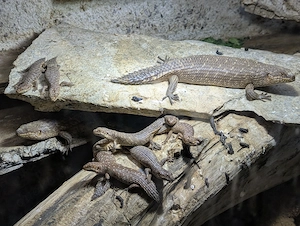 Australische Stachelschwanzskinke, Egernia stokesii; NZ2026