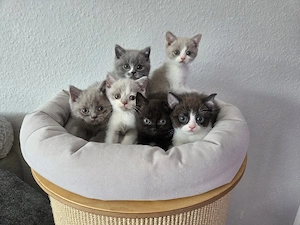 BKH Kitten Stammbaum black lilac white