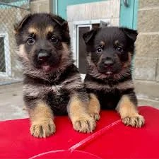 German Shepherd Puppies Available 
