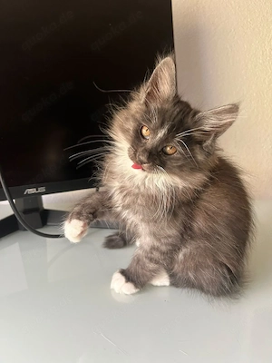 Maine Coon Babys- Abgabebereit 