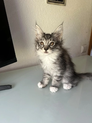 2 Maine Coon Babys- Abgabebereit 