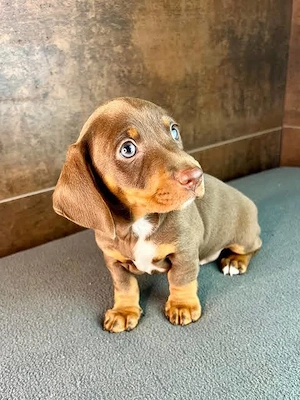 Dustchland puppies available 